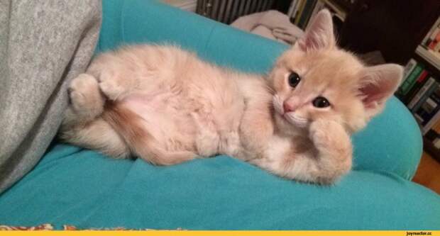 котэ-живность-ну-давай-расскажи-мне-ещё-что-нибудь-1790289 котэ-живность-ну-давай-расскажи-мне-ещё-что-нибудь-1790289