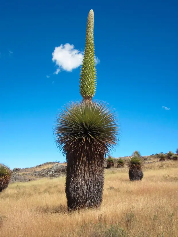 ���� ��������