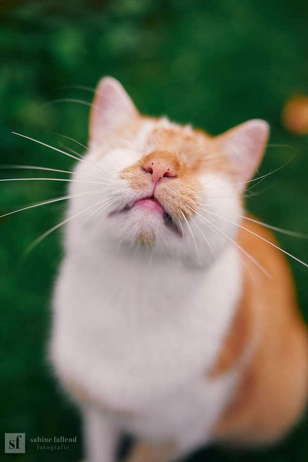 Блог - Девушка делает чудесные эмоциональные фото своего кота, у которого нет глаз Девушка делает чудесные эмоциональные фото своего кота, у которого нет глаз