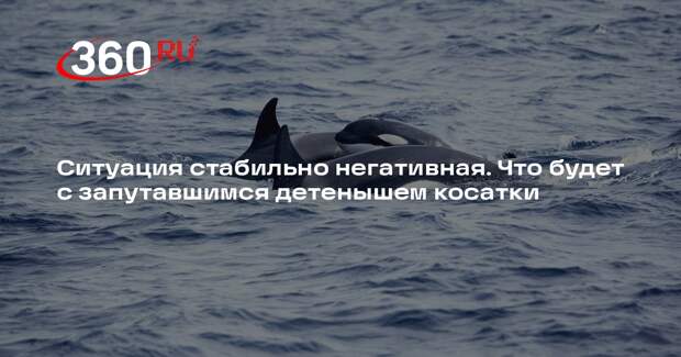 FEROP и «Друзья океана» выпустили совместное заявление по запутавшейся косатке