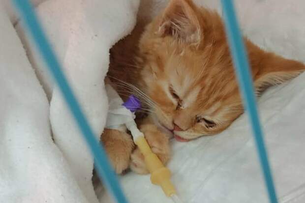 Котенок хорошо перенес операцию. Фото: Нина ЛЕДИНА. 