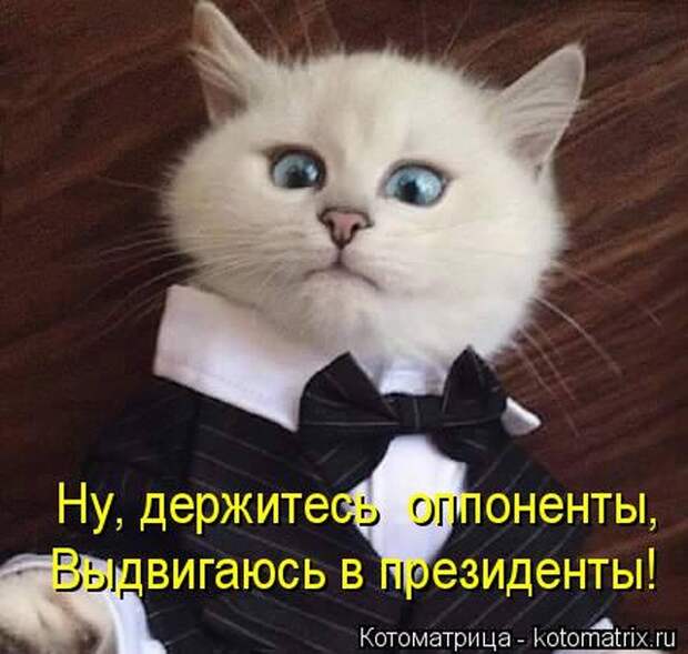 Лучшие котоматрицы недели (50 фото)
