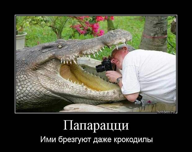 Папарацци. ими брезгуют даже крокодилы Папарацци. ими брезгуют даже крокодилы демотиватор, прикол, юмор