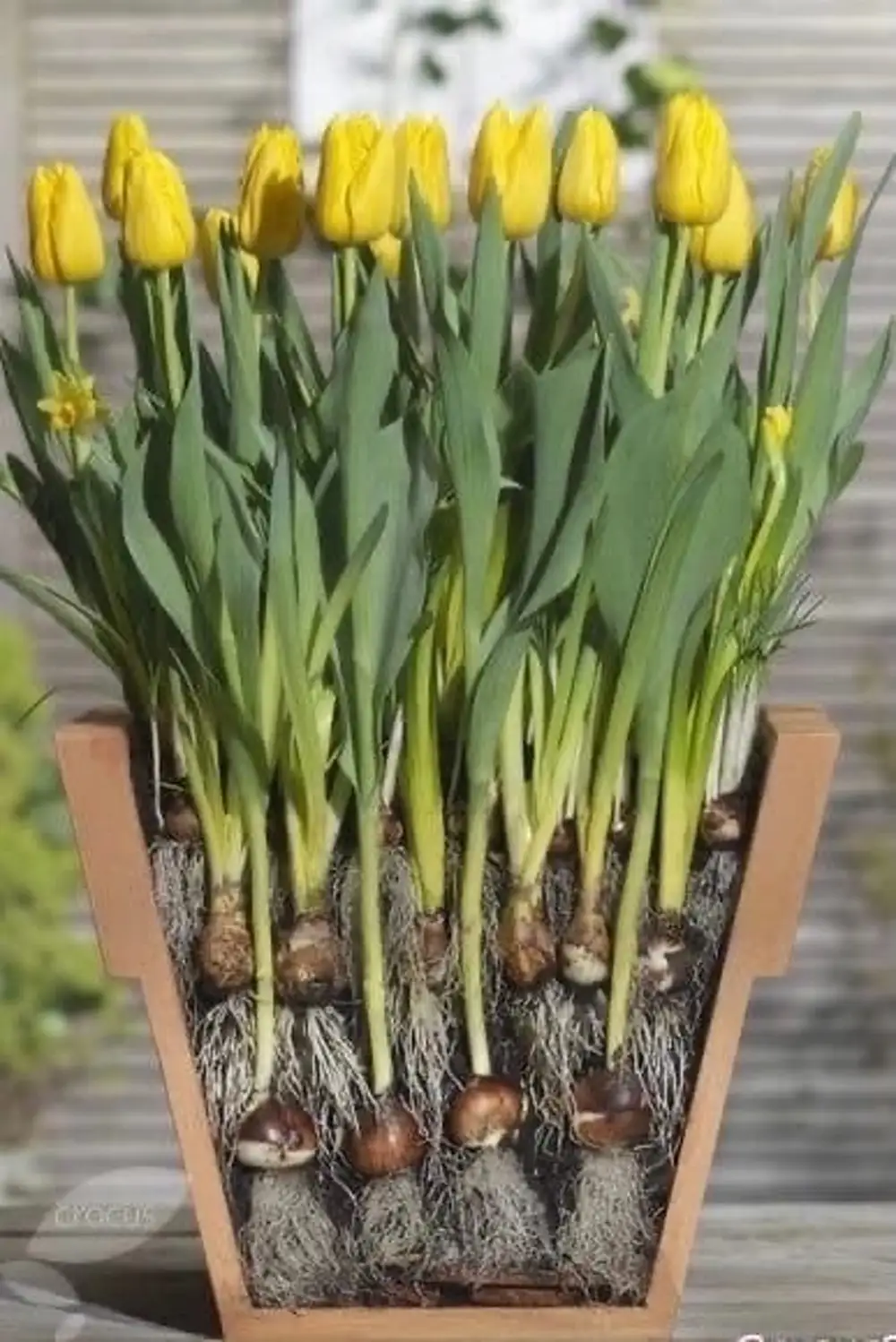 тюльпаны в кашпо на даче фото