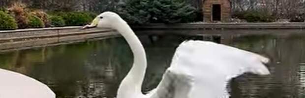 Лебеди вернулись в пруд Ботанического сада Алматы