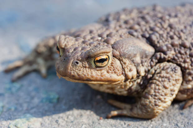 На «Липовой горе» в Перми установят знак, предупреждающий о миграции жаб