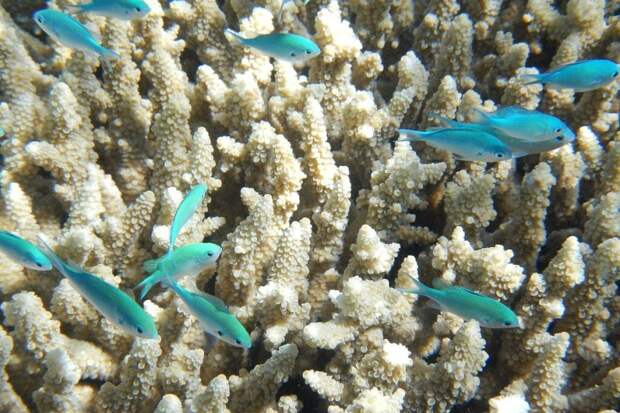 Экологи отметили бедственное положение коралловых рифов в Австралии