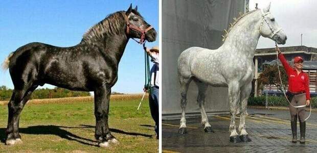 Гигантский серый першерон. На фото - одна и та же лошадь с разницей в 5 лет: старея, лошади этой породы сильно светлеют