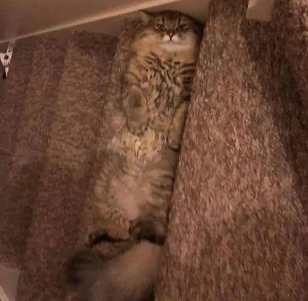 Bigpicture ru cats being weird weirdlilguys 6242ea161d42d 700