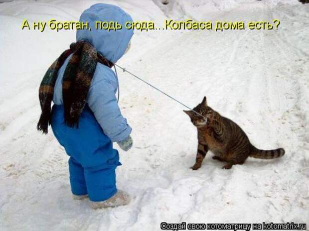 Котоматрицы(картинки с надписями)