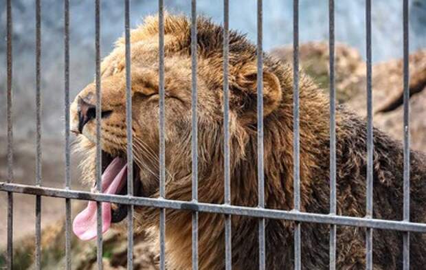 ВСУ атаковали Васильевский зоопарк: ранен лев