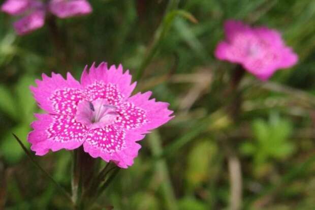 Гвоздика травянка (Dianthus deltoides) - распространённая, неприхотливая, выносливая, долгоцветущая - до поздней осени.