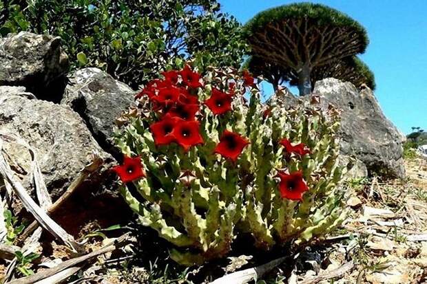 Удивительный остров Сокотра Socotra12 Удивительный остров Сокотра