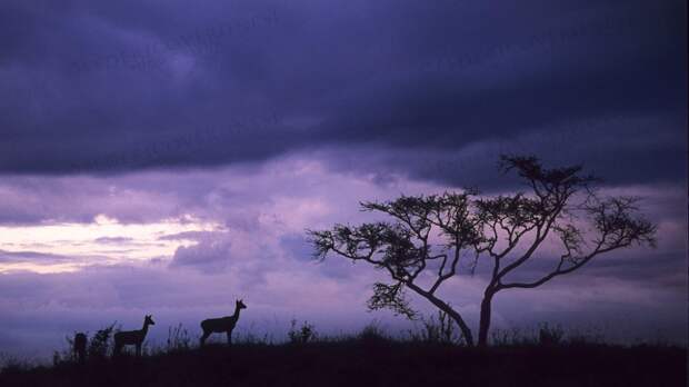 wildlife