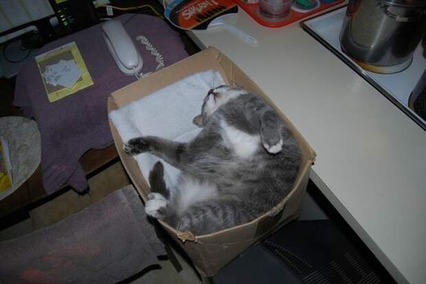 Хозяин, выпусти! коты, фото