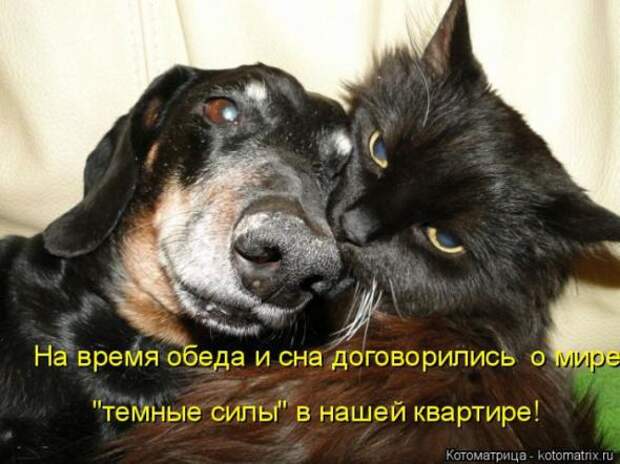 Котоматрицы (картинки с надписями)