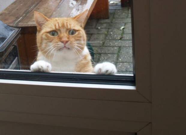 Котики