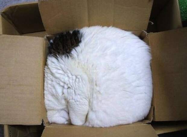 Коты, постигшие искусство сон-фу коты, спят