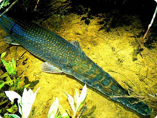 Панцирная щука (лат. Lepisosteidae)
