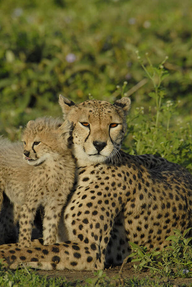 Мать и дитя в мире животных: самка гепарда с детенышем. Фото