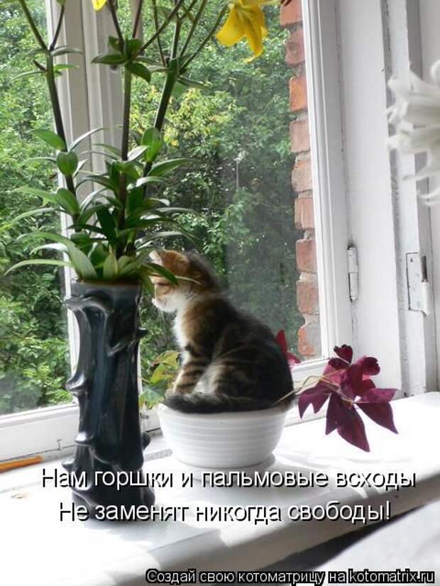 Коты и цветы коты, цветы