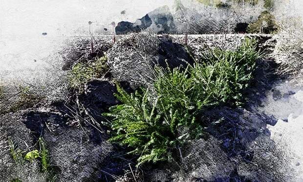 В Орловской области холод мешает массовой высадке молодых елей
