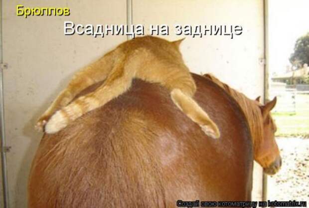 Котоматрицы(картинки с надписями)