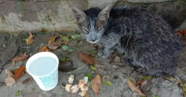 Девушка нашла среди мусора грязную бездомную кошку