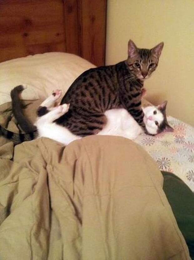 Котики