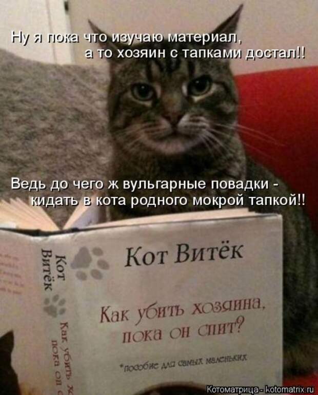 Лучшие котоматрицы недели (50 фото)