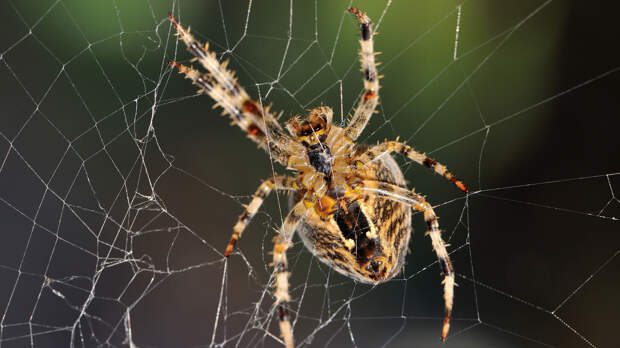 Как паук плетёт паутину: объясняем ребёнку сложное простыми словами