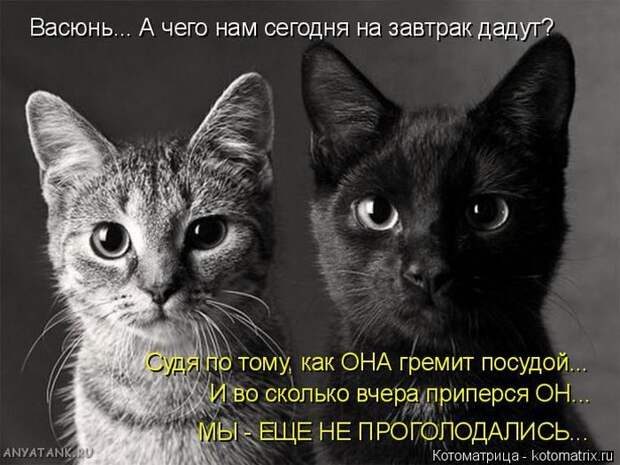 Лучшие котоматрицы недели