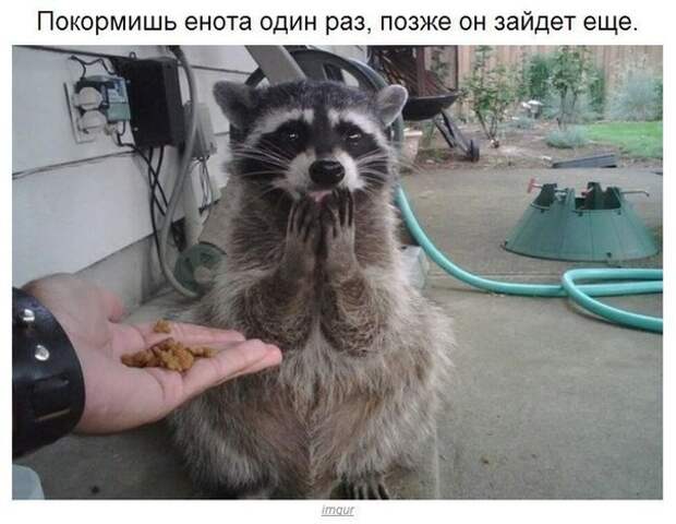 Еноты плохого не посоветуют.