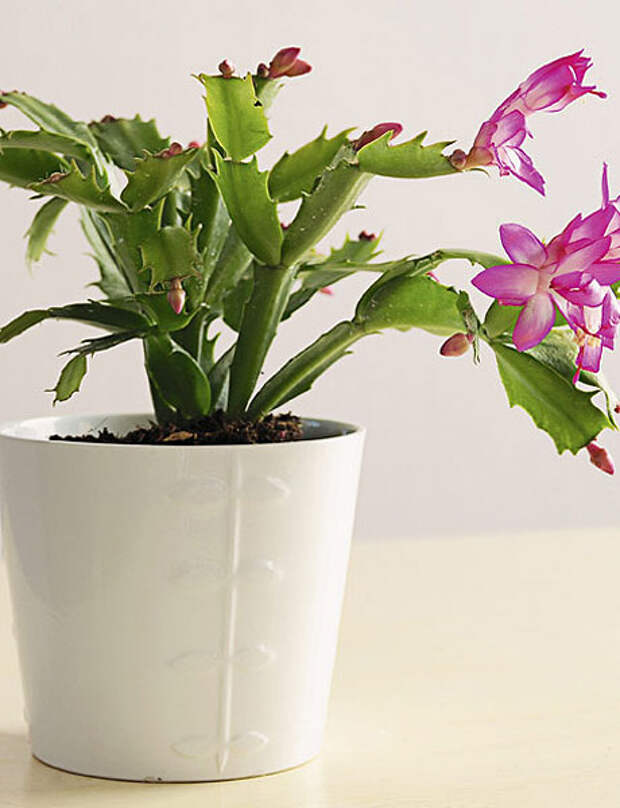 home-flowers-in-new-year-decorating3-9 (460x600, 52Kb)
