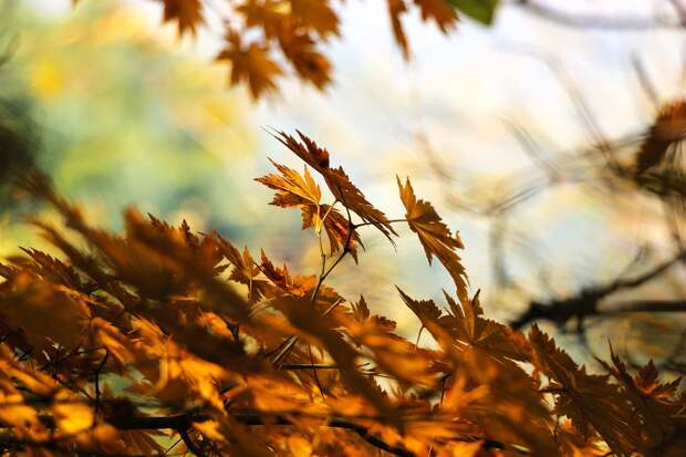 Осенней природой полюбуются участники экскурсии по Алтуфьевскому заказнику Фото с сайта pixabay.com