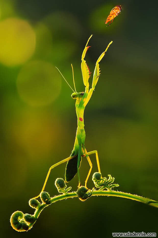 Фотография its mine автор Uda Dennie на 500px