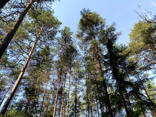 Передвигающихся «грибоживотных» нашли в Курильском заповеднике