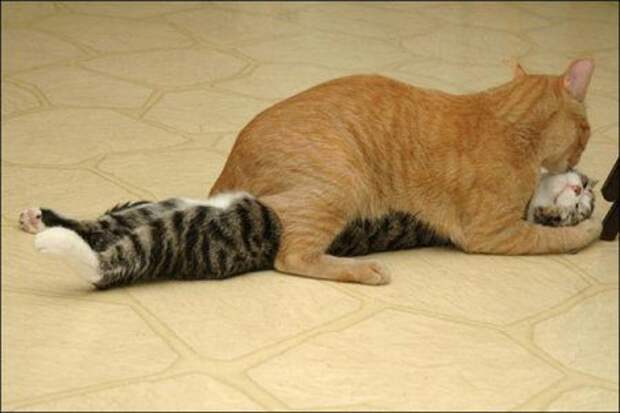 Кошачьи обнимашки