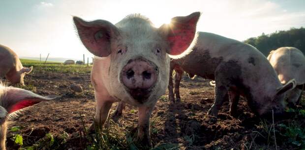 В Китае провели полностью автоматизированный процесс клонирования свиньи