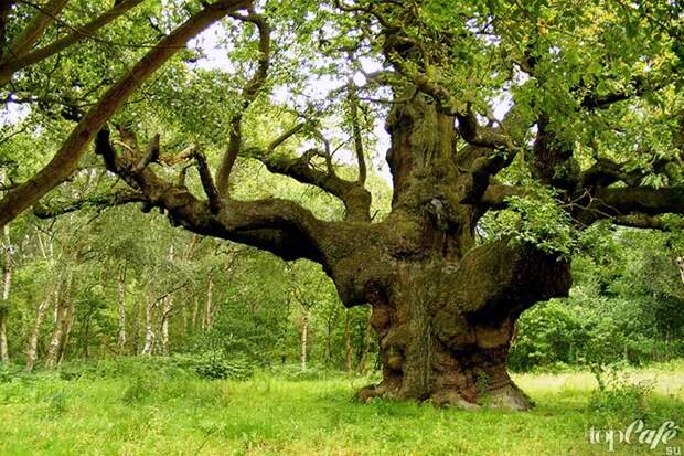 Большой дуб - одно из самых известных деревьев