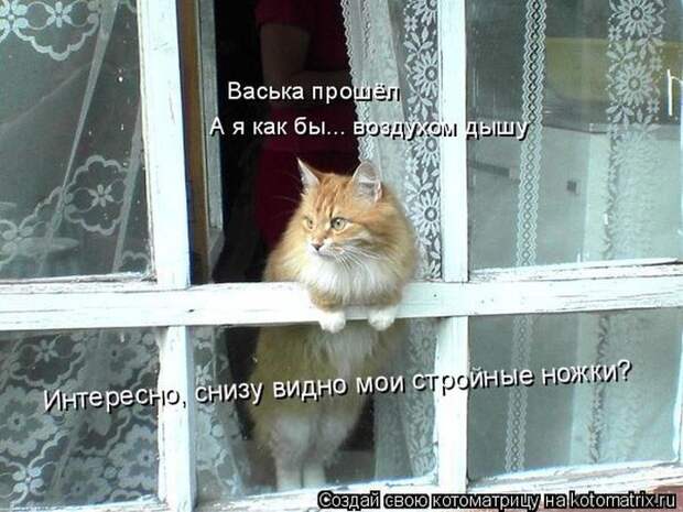 Лучшие котоматрицы недели