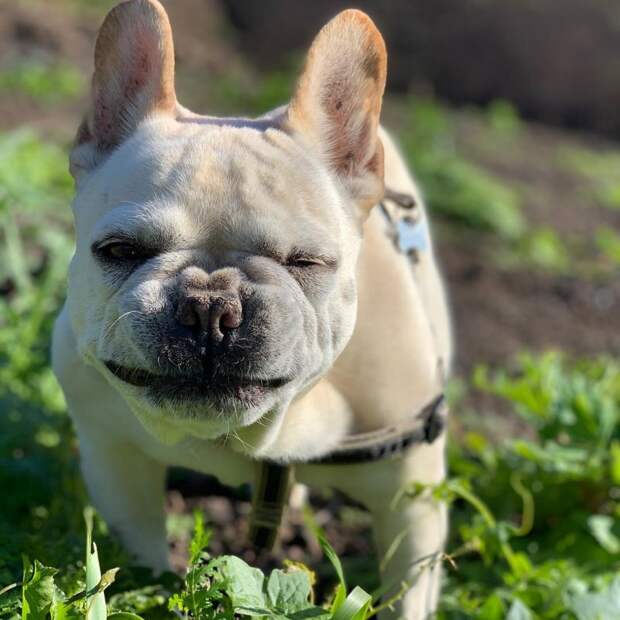 Бульдог снялся в популярном шоу и стал звездой социальных сетей бульдог, собака, французский бульдог
