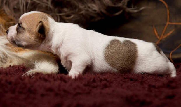 Каждый сходит с ума по-своему: но все в восторге Теперь малютка Валери всегда сможет демонстрировать свою любовь хозяевам - британцам, даже если просто будет спать на своей подстилке: сердечко идеальной формы будет всегда на виду. Интересное в мире, истории, новости