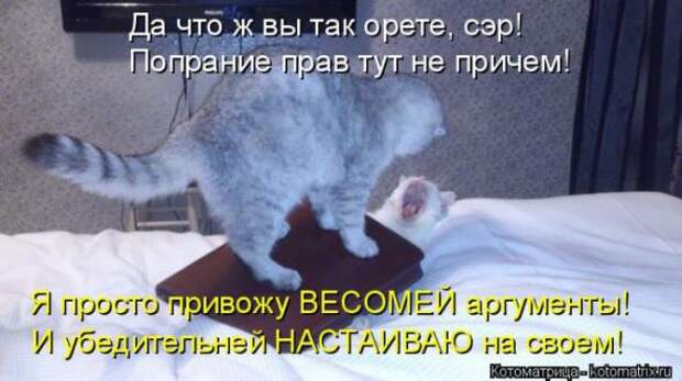 Котоматрицы(картинки с надписями)
