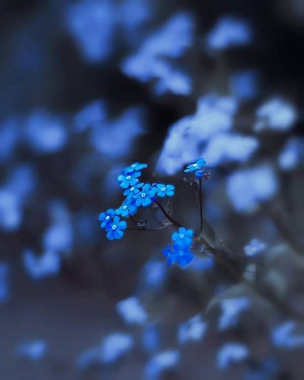 Красота цветов на снимках Питера Висса