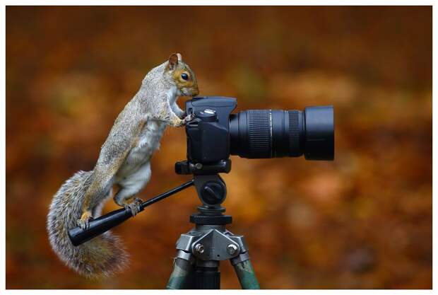 Прирожденные фотографы Прирожденные фотографы животные, фотографы