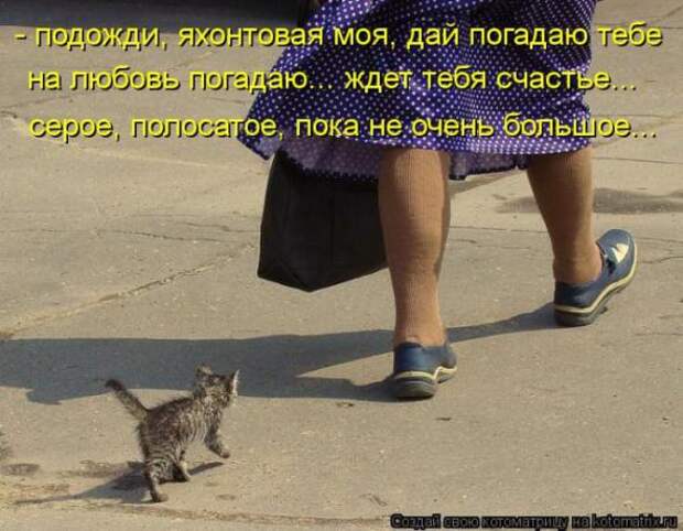 Котоматрицы(картинки с надписями)