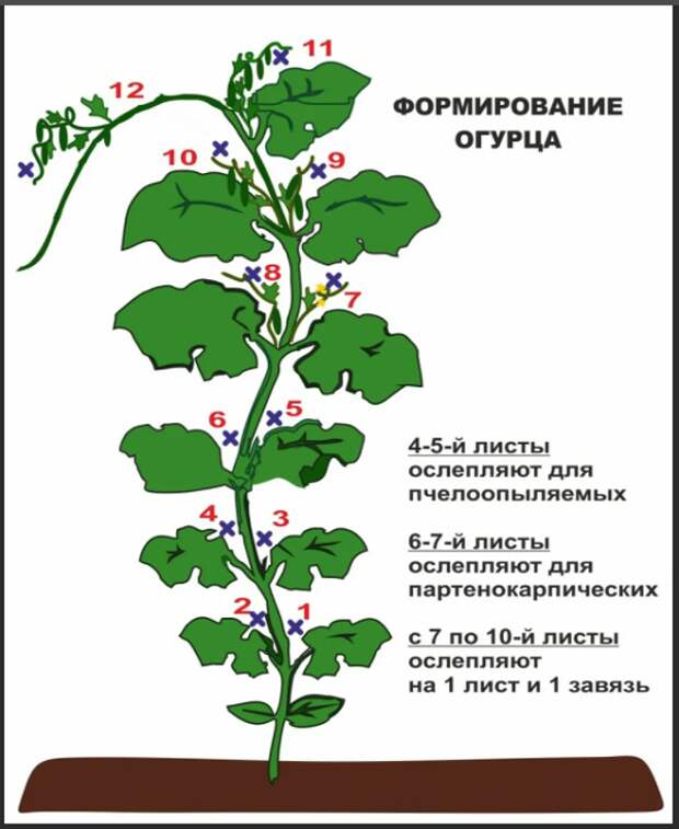 По улицам ходили большие крокодилы,а наши аллигаторы гибриды-огурцы .