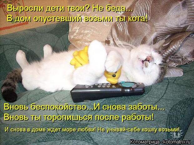 Лучшие котоматрицы недели (50 фото)