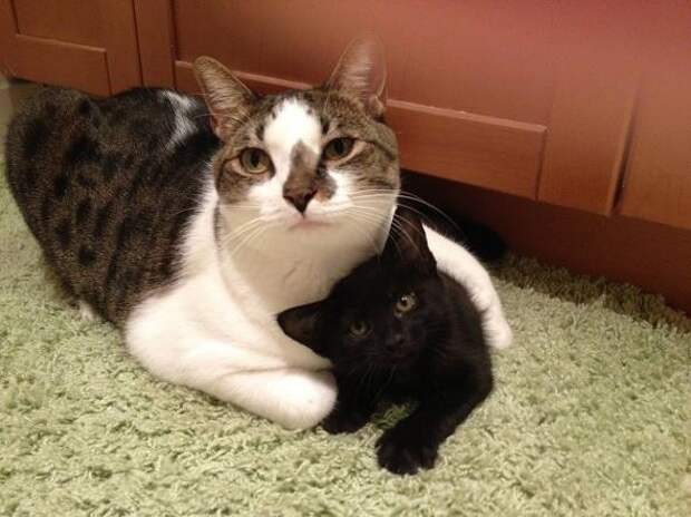 Котики